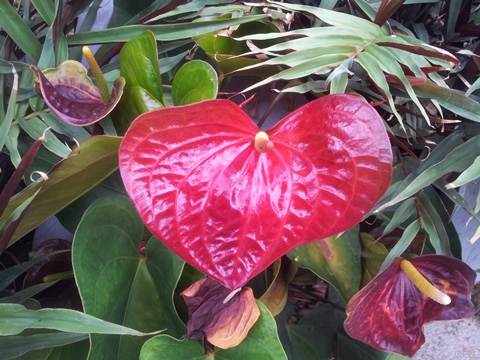 heart-shaped Anthurium